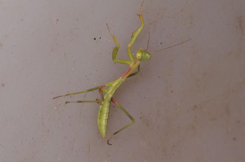 Mantis_ZZ608_D7756_Z_88_North Stradbroke island_Australie.jpg